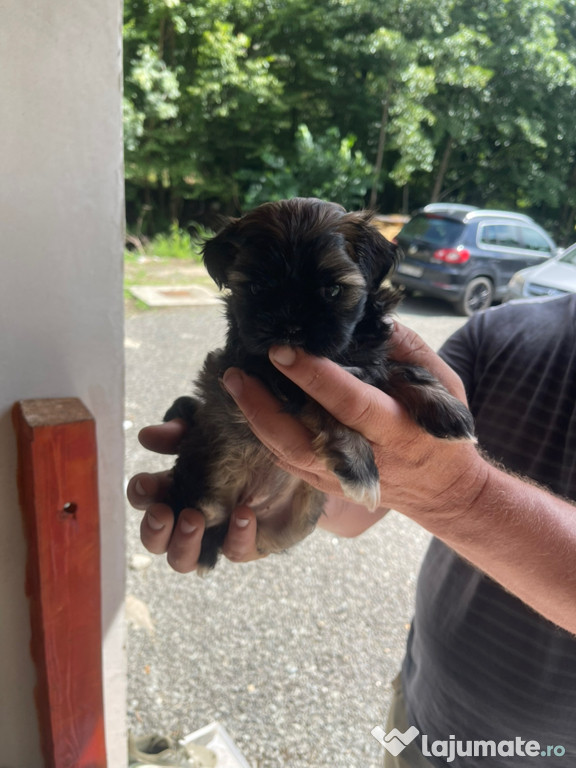 Shih tzu caine femela