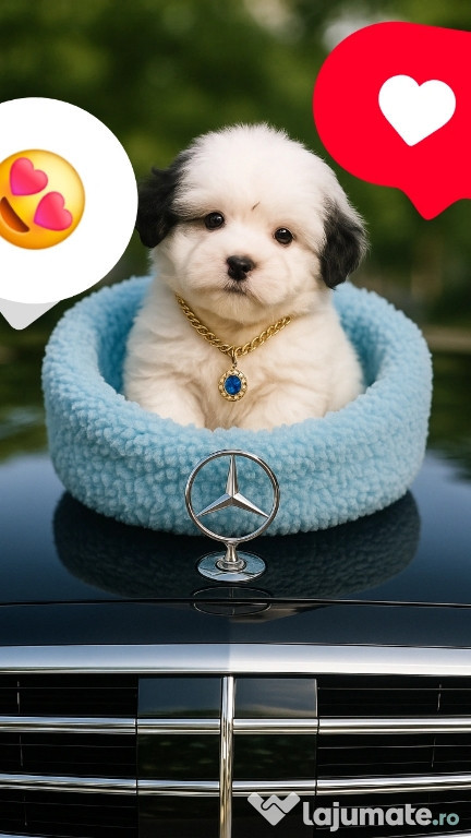 Bichon maltez mini toy