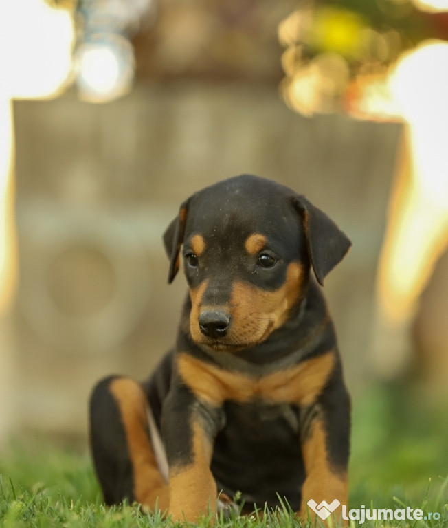 Căței doberman negru cu maro
