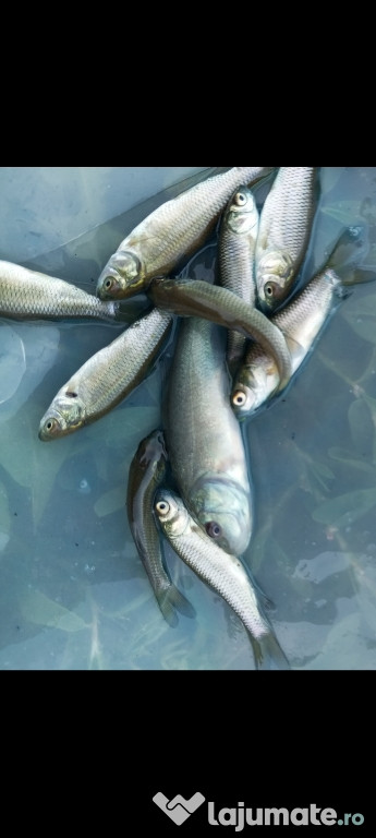 Puiet peste,crap,fitofag,novac,amur,LIN,