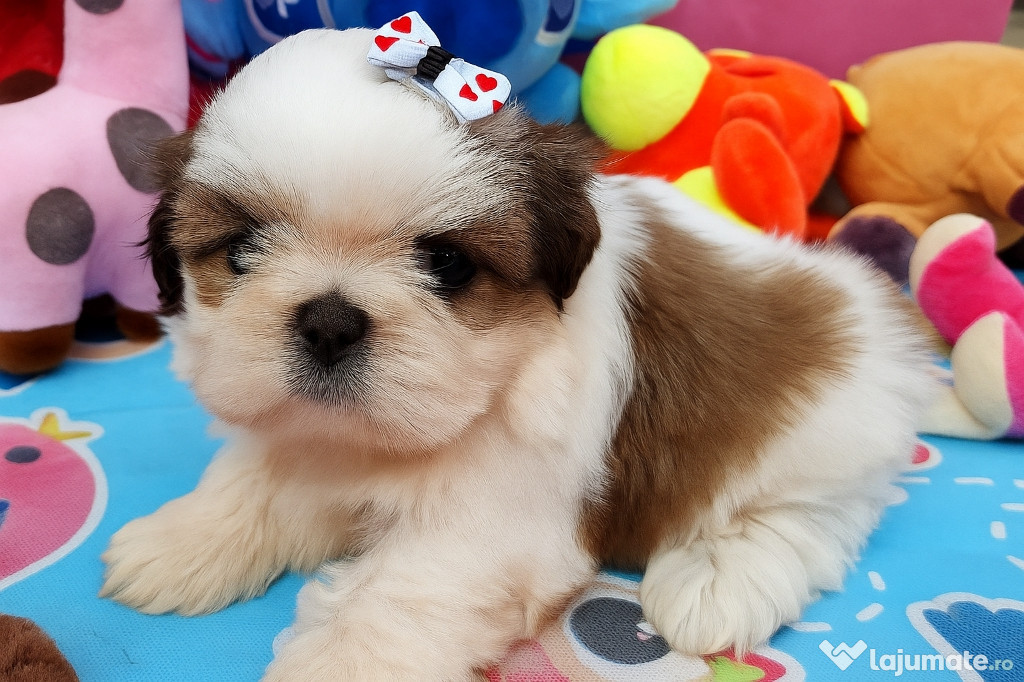 Bichon maltez mini toy