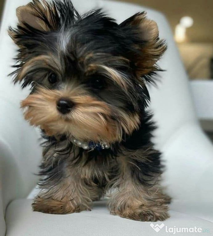 Yorkshire terrier mini toy