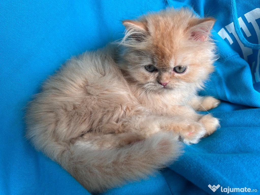 Motănel Scottish Straight Longhair, cream-orange, poze reale, Pedigree