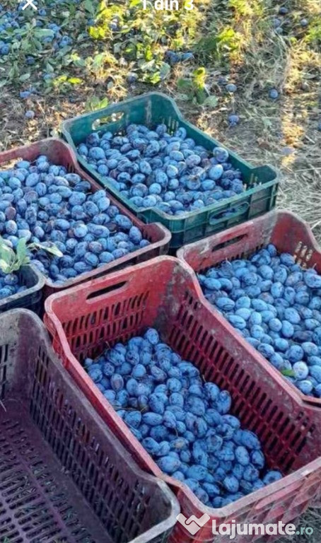 Vând prune de țuică