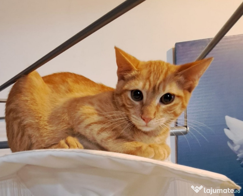 Adoptie pui de pisicamotan roscat Simon