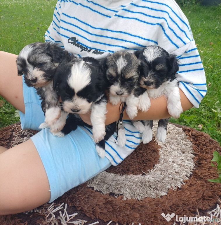 Bichon havanez isi cauta o noua casuta