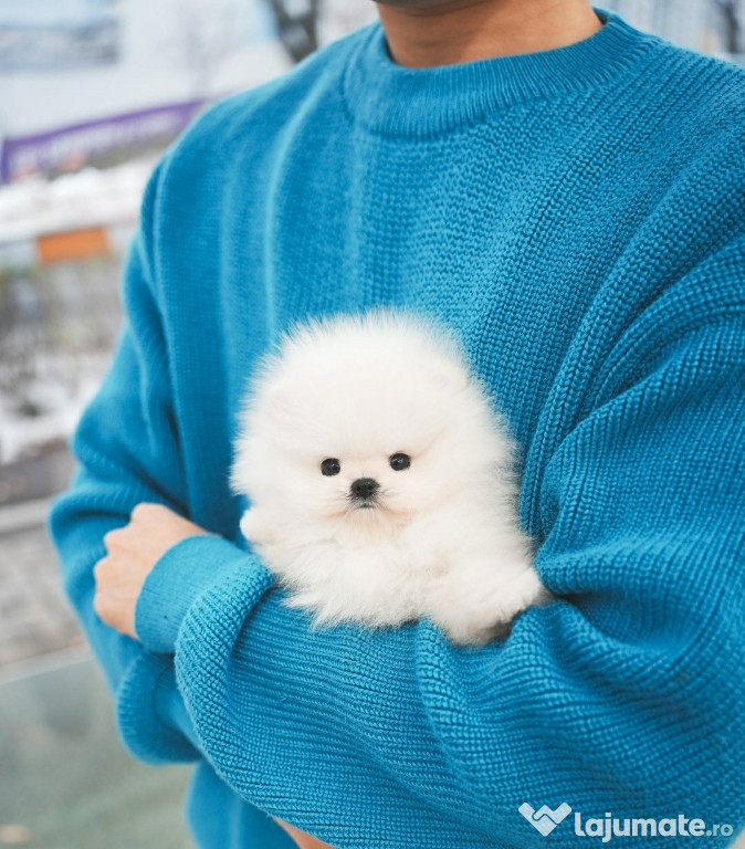 Pomeranian puppy teeacup de buzunar