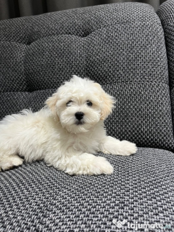 Bichon maltez jucaus
