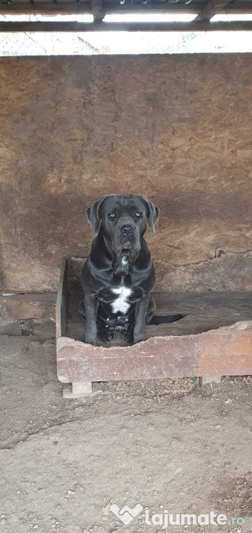 Catelusa Cane Corso cu pedigree
