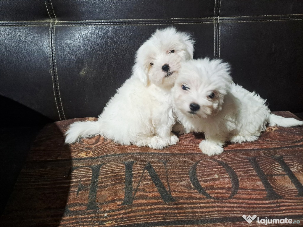 Bichon maltez talie mică