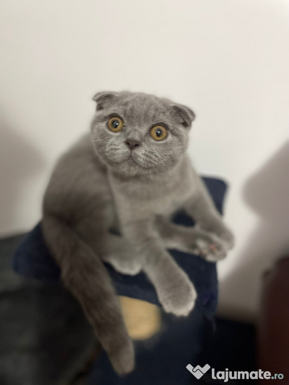 Băiețel scottish fold