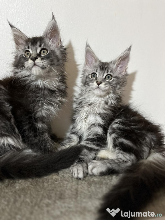 Maine coon băieței și fetițe