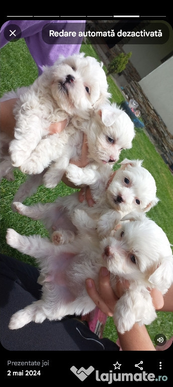 Bichon maltez ,alb imaculat