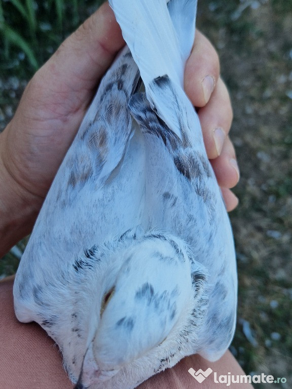 Porumbel cuc porumbita alba cu negru la varfuri