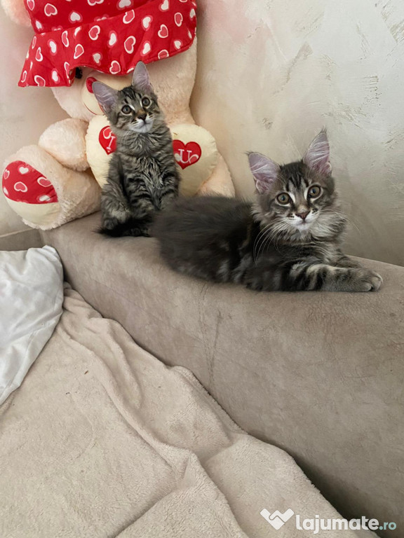 Maine coon puiuți