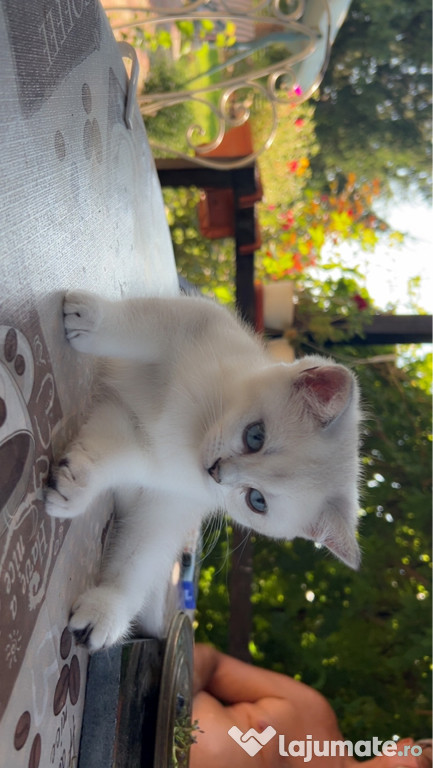 British shorthair chinchilla