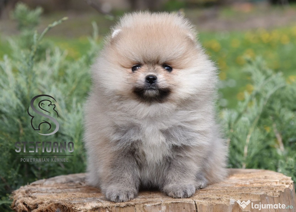 Pomeranian Spitz Căței