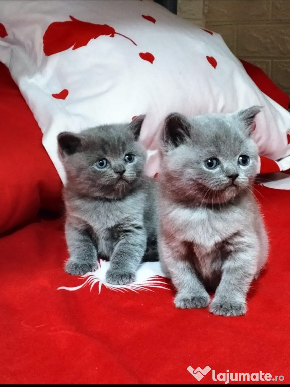 Pisicuți British Shorthair