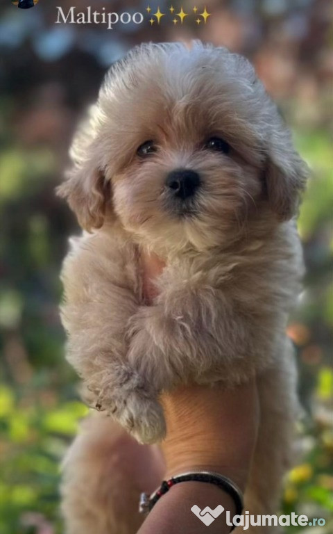 Pui Maltipoo de genetică superioară