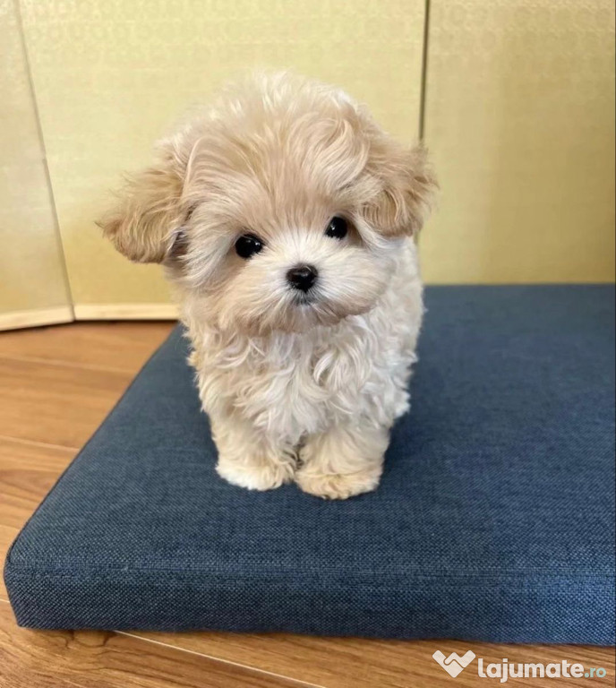 Maltipoo talie mica