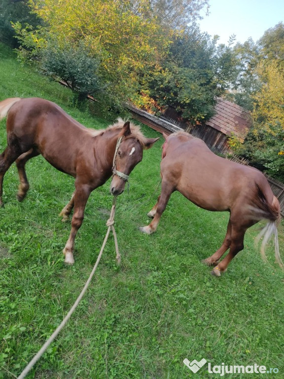 Iapa + manz calut de 4 luni