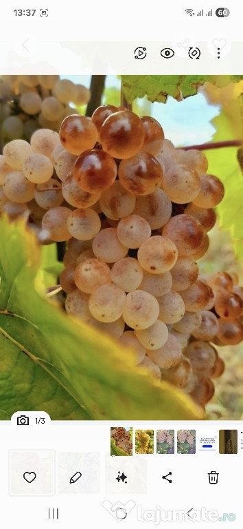 Vand struguri de vin productie 2025
