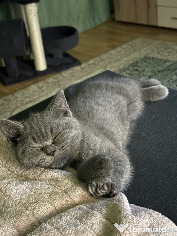Pisic british shorthair