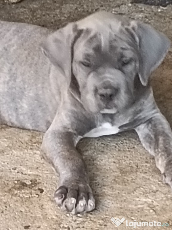 Căței cane corso cu pedigree tip A