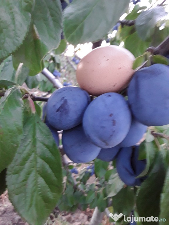 Prune 0,șapte 6 5 68 doi 7 5 opt