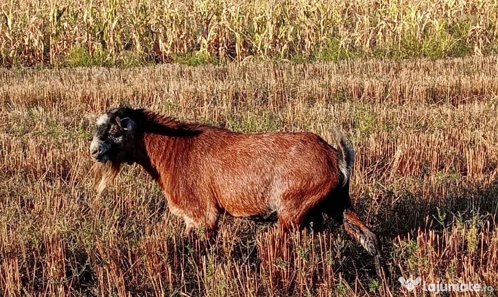 Vând țap .