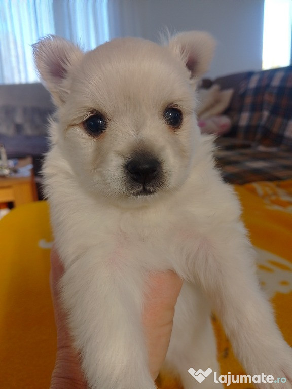 Cățeluși pomeranian de talie mica