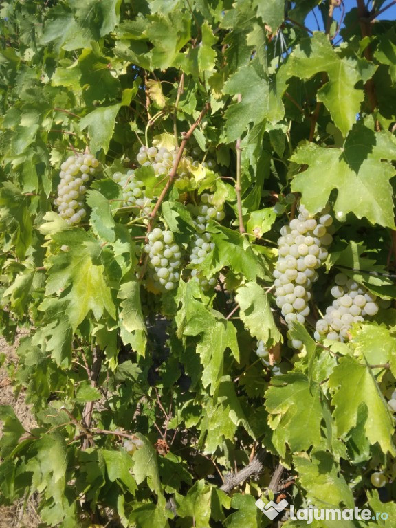 Struguri de vin – direct din podgoria proprie