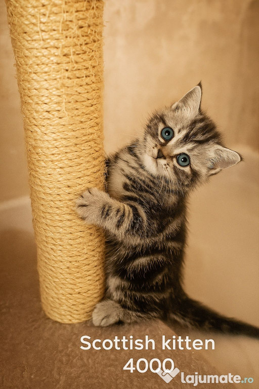 British shorthair pisoiași