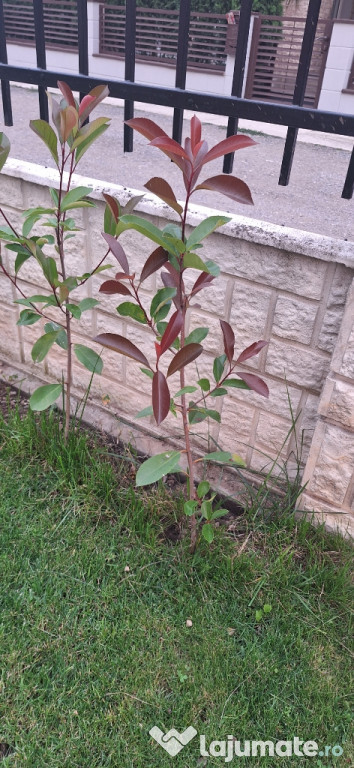 Gard viu - Photinia Red Robin