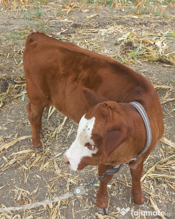 Vând vițea Angus din vacă Bălțată Românească