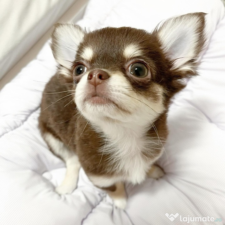 Pui de chihuahua gata de vânzare mai puțin