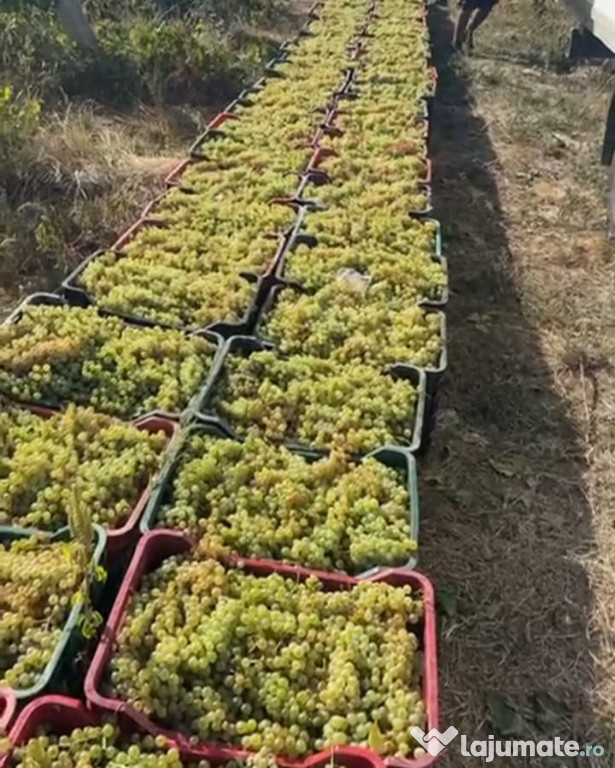 Struguri premium pentru vin