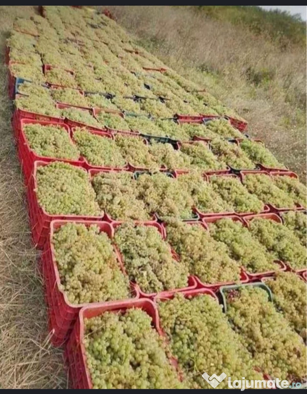 Struguri premium pentru vin-direct de la producător