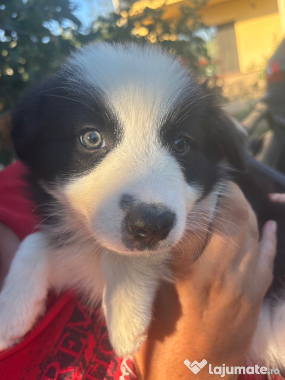 3 pui Border Collie vaccinați și deparazitați