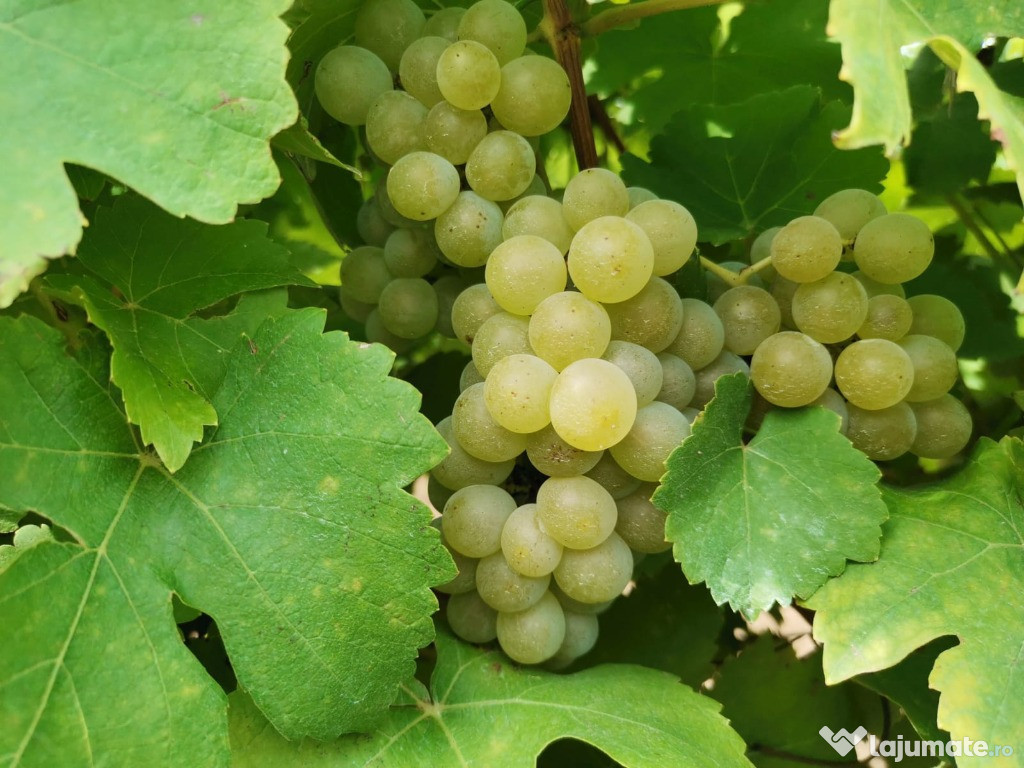 Ofer struguri pentru vin