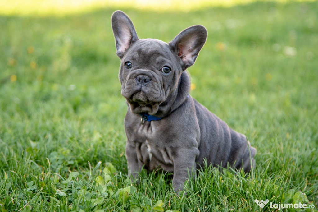 Bulldog Francez - blue - Transport in tara - buldog francez