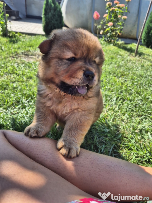 Chowchow rasa pura