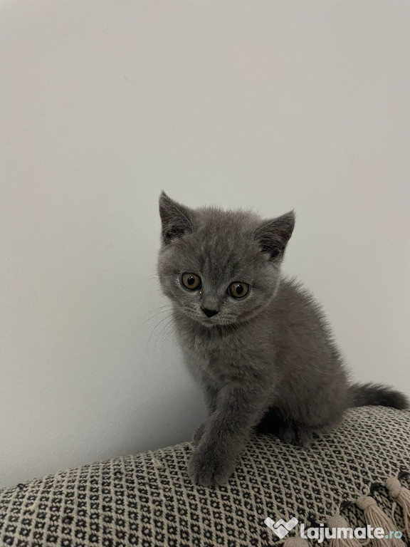British Shorthair pisicuță