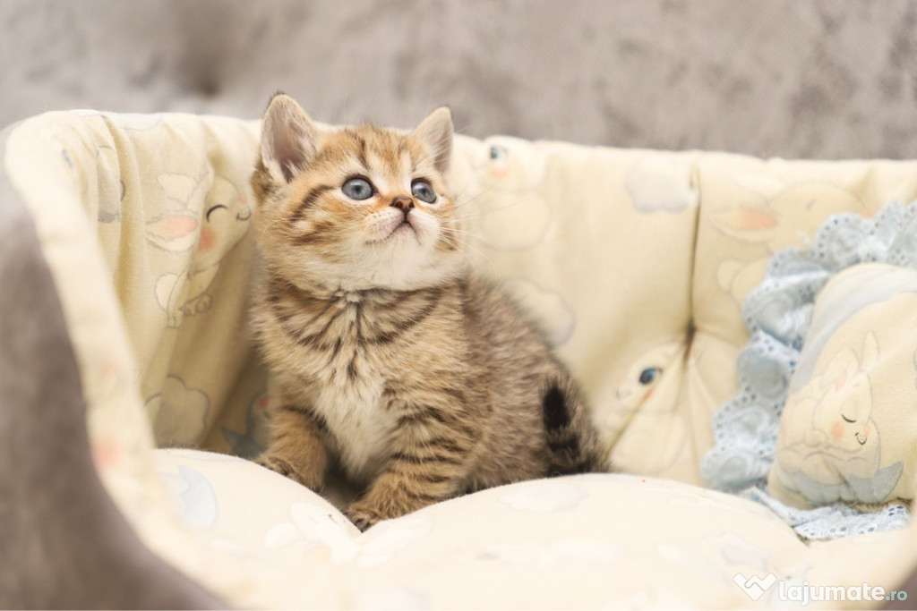 British shorthair puiuți