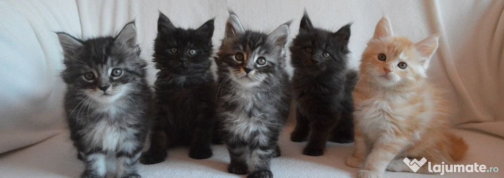 Pisuții Maine Coon își caută un cămin permanent.