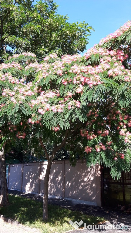 Albitia (Arborele De Mătase)
