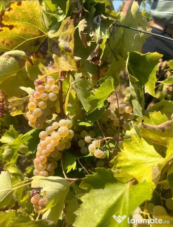Struguri de vin feteasca regala etc..