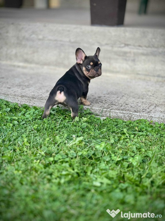 Bulldog Francez – EXOTIC TOP QUALITY