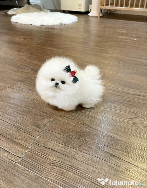 Pomeranian mini toy boo