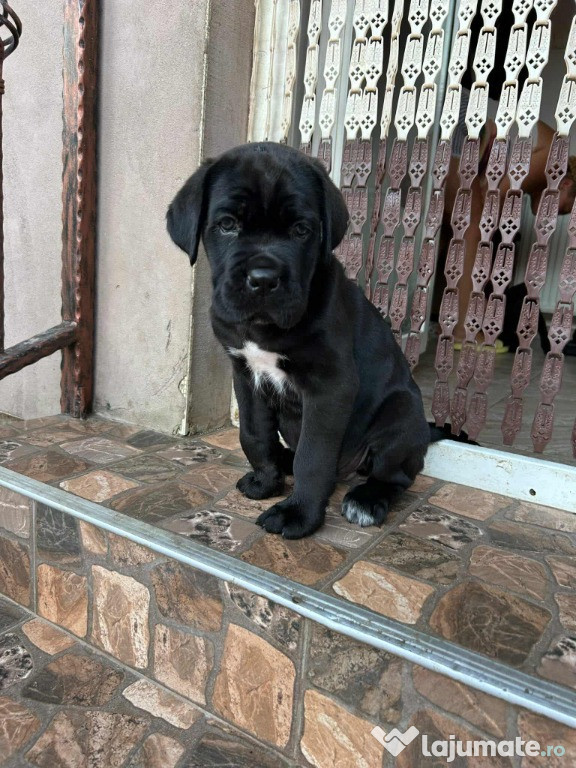 Cățeluș cane corso